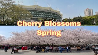 Cherry Blossoms Spring  in Luxun Park Shanghai