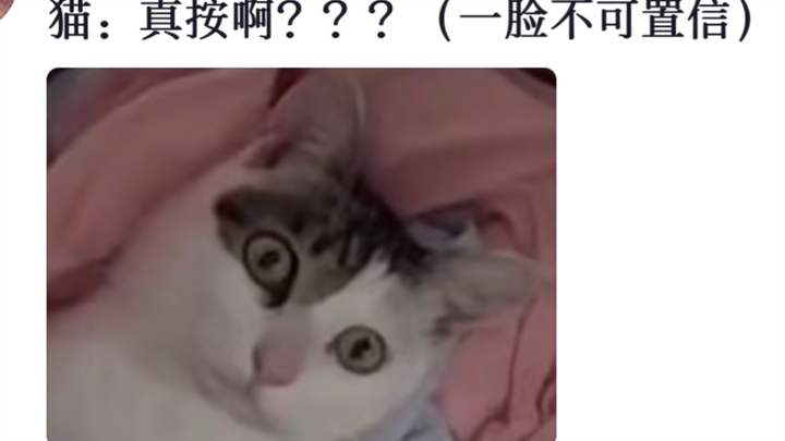 “How much sorrow can one have in life? The washing machine’s water drenches the cat’s head~”