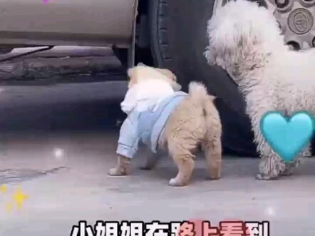 A little dog that ran away to wander