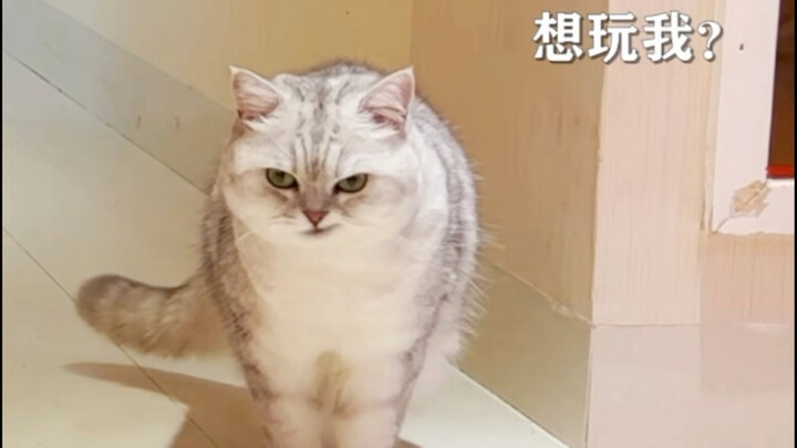 As everyone knows, Tom and Jerry is a documentary.