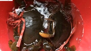 Cua sốt trứng _ cách làm cua sốt trứng ｜螃蟹炒雞蛋 _ crab with egg sauce 2