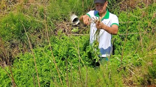 4 Loại Rau Mà Người Nhật Không Ăn  | Út Đạt | Cuộc Sống Nhật |#168