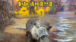The reason otters don't eat fish is...