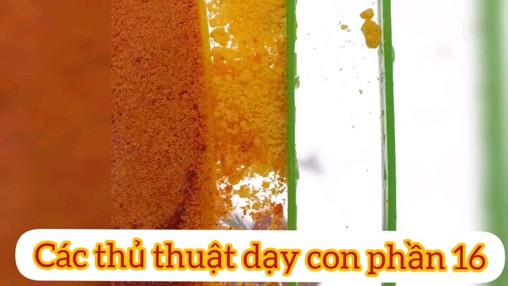 các thủ thuật nuôi dạy con phần 16