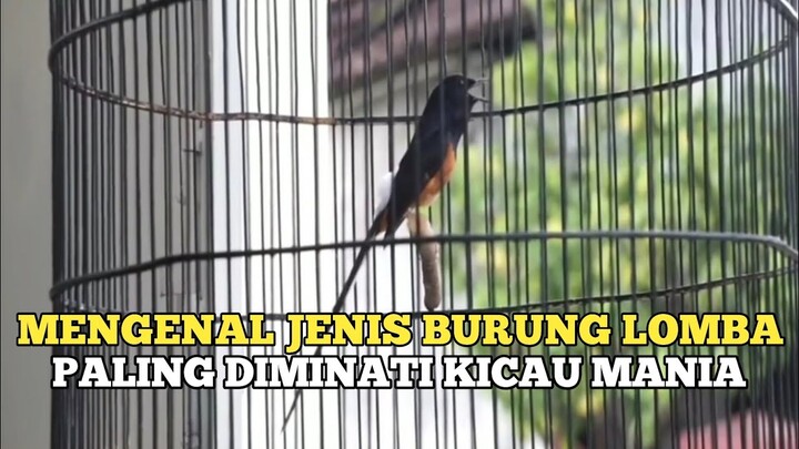 5 BURUNG KICAU || Paling Diminati Saat Ini...