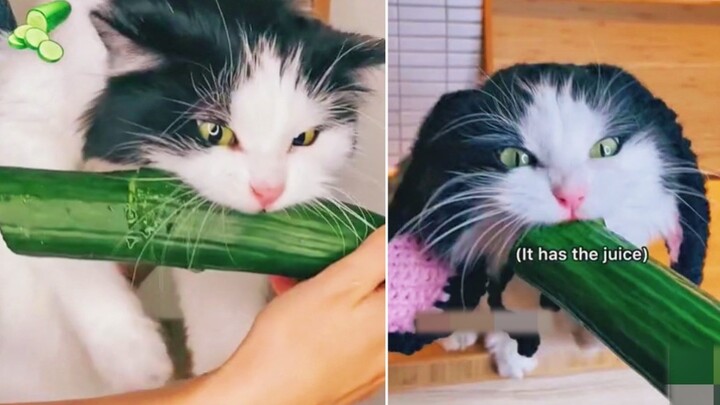 القطة تخطف الخيار لتأكله! حتى الكُتّاب لا يجرؤون على ابتكار مثل هذه الحبكة!!!