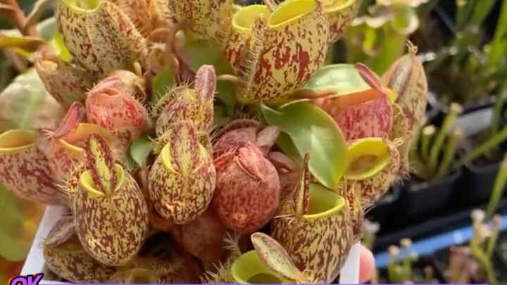 Someone who doesn’t love you will even think you’ve turned into a mutant “Venus flytrap” when you’re