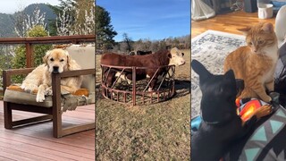 Funny animals - Funny cats and dogs - Funny animal videos 2023 🤣 #4
