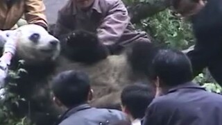 قبل أكثر من عشر سنوات، أنقذ الناس دببة الباندا المذعورة خلال زلزال ونتشوان