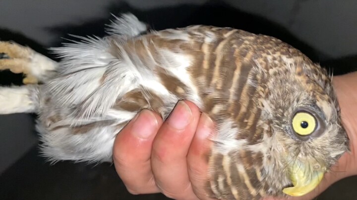 A spherical owl looks very upset, because I almost lost it!