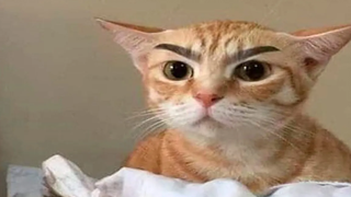 Funniest Cats 😹- Best Of The 2022 Funny Cat and Dog Videos 😂- Family Cats