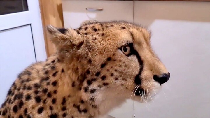 Helping Dad renovate the room, Cheetah frowns.