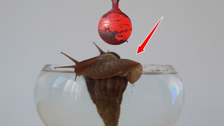 Nếu thả một quả cầu sắt nung nóng đến 1150℃ vào bể kính, “ốc sên châu Phi” sẽ phản ứng thế nào nhỉ?