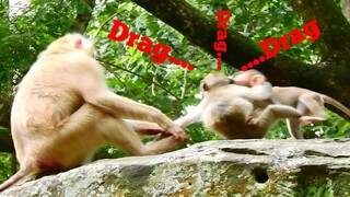 Drag Me... Drag Me..., Monkey Rose Pull​ Baby​ Janna Slap Down On The Rock