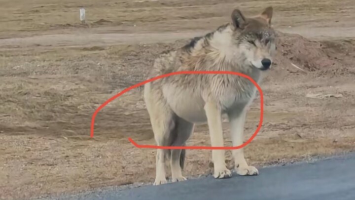 Apparently, the wolf king showed up later and gave it a good beating, hahaha.
