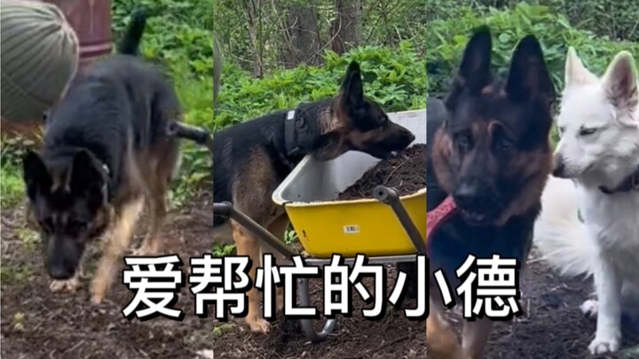 German Shepherd: Mom, I didn’t mean to make things worse!