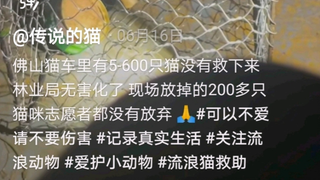 佛山一车哈基米惨遭团灭
