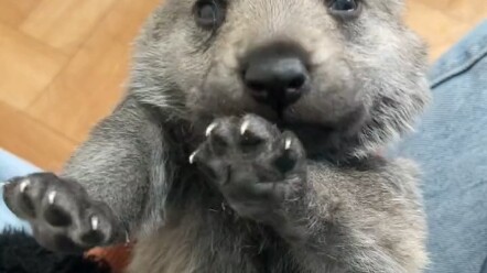 Anjing serigala Ceko, saat masih kecil bukankah mirip bayi? Sangat menggemaskan