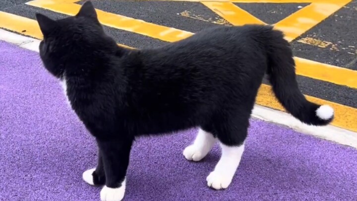 Aku sangat menyukai kucing hitam sheriff ini, dia bahkan lebih manja dariku
