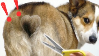 Pemiliknya memotong pantat Corgi, dan langit runtuh hanya dengan sekali sayatan. Siapa yang menyentu