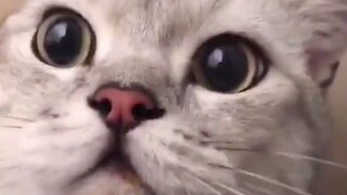 全程是我一个人配的音