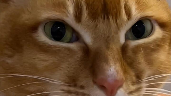 Dundun’s face betrays his dissatisfaction, yet deep down he can’t bear to part.