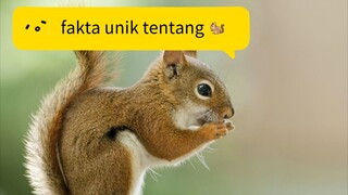 mau tau fakta unik tentang tupai 🐿️ 🐿️ ayo cari tau !!!!!!