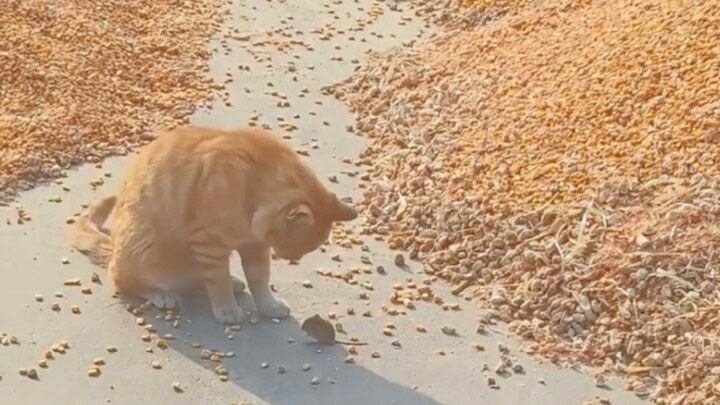 猫抓鼠，还是有实力的.