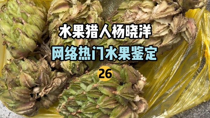 【水果猎人】网络热门水果鉴定26