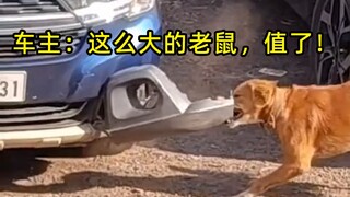 ต่างประเทศ แกะรถ Da Huang จับหนู เจ้าของรถบอก: หนูตัวใหญ่ขนาดนี้ คุ้มจริงๆ!