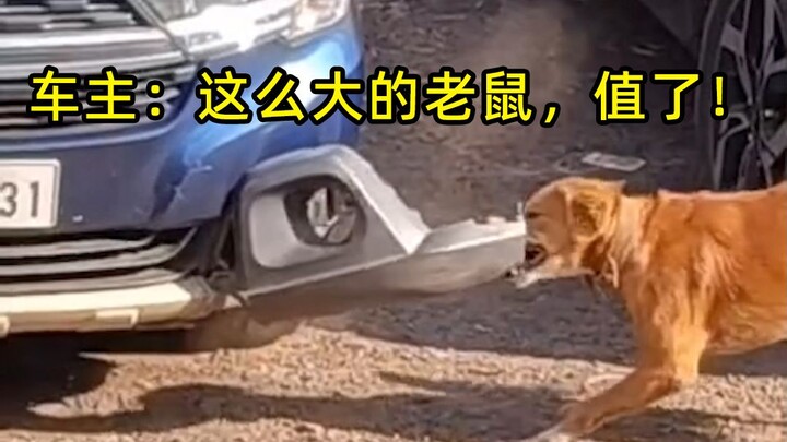 Nước ngoài tháo xe Đại Hoàng để bắt chuột, chủ xe nói: "Chuột to thế này, đáng giá quá!"