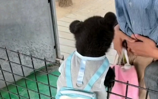 The little bear takes the initiative to play with the kids.