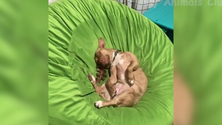 Tổng hợp những tình huống cười ra nước mắt #112