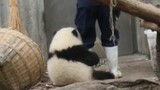 [Panda Hehua] Huahua si manja: Peluk erat kaki ibu asuh.