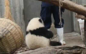 Cute giant panda