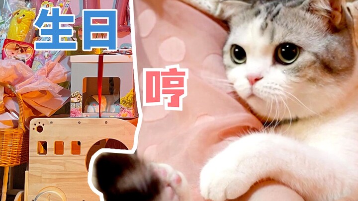 Tổ chức sinh nhật cho mèo, ai ngờ món quà lại bị mèo chê...