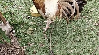 mga ready pang laban