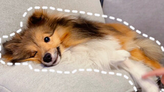 Cloze Dog