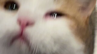 I came home from get off work and found my cat had been beaten... with tears in my eyes (including t