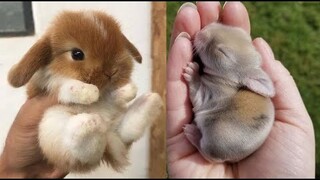 AWW SO CUTE! Cutest baby animals Videos Compilation Cute moment of the Animals - Cutest Animals #4