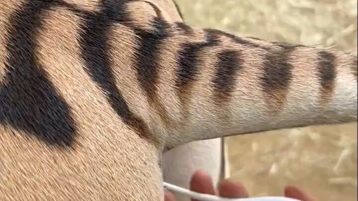 Kiểm tra nhiệt độ cơ thể