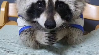 小浣熊Buri吃播日常