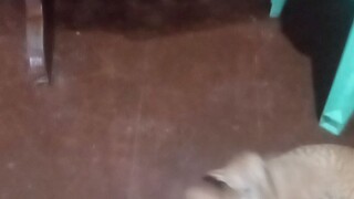 playing dog