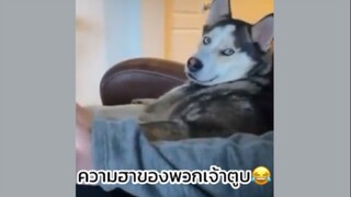 คลิปรวมความฮาของน้องหมา😆