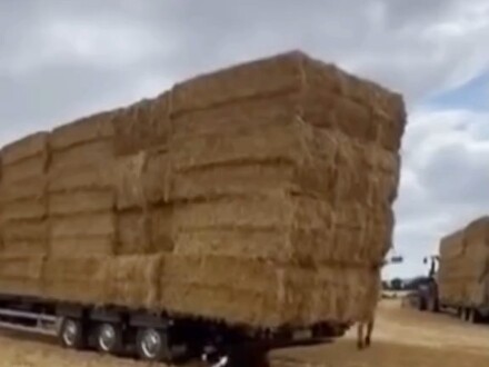 #BorderCollie #DogLife #TheWaningLight