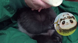 [Hewan] Bayi panda menikmati susunya