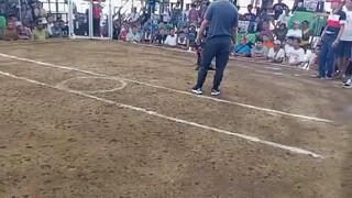 boston roundhead nagpakita ng gilas sa amo nya ..