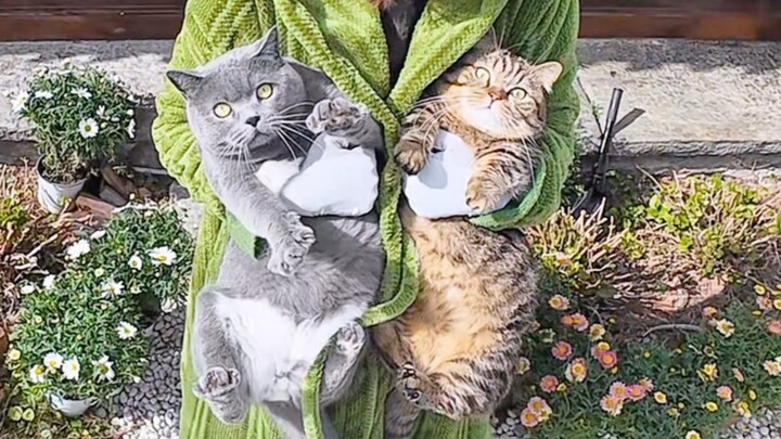 Back in the village, all I can do is play with cats.