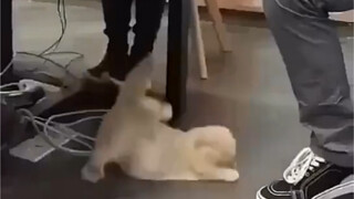 Ini adalah kucing paling jujur yang pernah saya lihat.