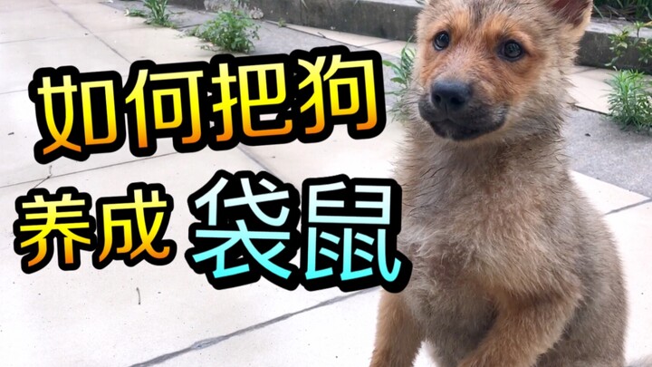 ชาวเน็ตขี้เล่นเลี้ยงหมาจนกลายเป็นจิงโจ้? หลังอาบน้ำครั้งเดียว หมาก็กลายพันธุ์ไปเลย!